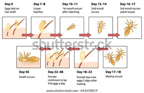 Life Cycle Head Lice Labelled Stock Vector Royalty Free 642658819