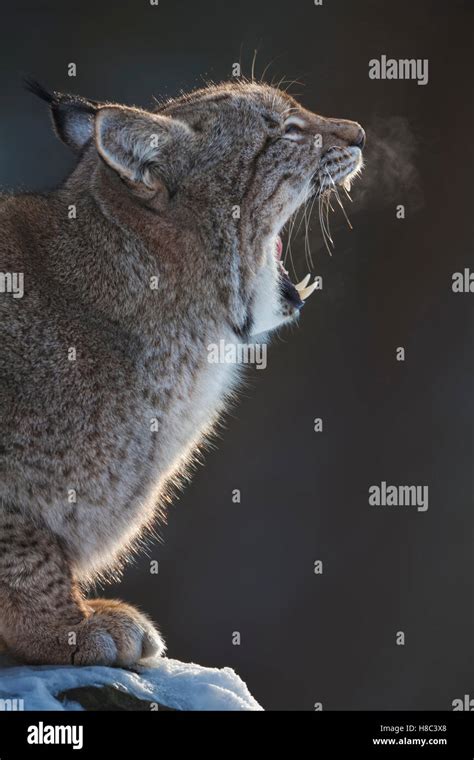 Eurasian Lynx (Lynx lynx) yawning, Germany Stock Photo - Alamy