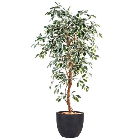 Ficus Artificiel Vert Et Blanc 120 Cm Ficus Artificiels Artiplantes