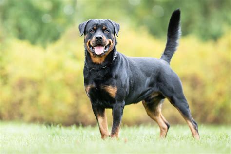 fact  fiction  rottweilers aggressive  native pet
