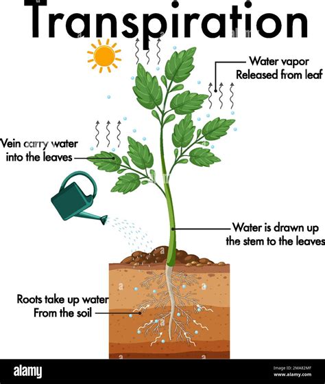 Diagrama Que Muestra La Ilustraci N De La Transpiraci N De La Planta