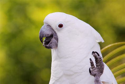 8 Popular Large Birds To Keep As Pets