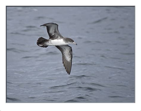 Pink Footed Shearwater