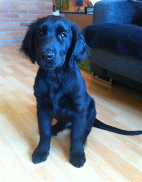 Neo - Flat coated retriever en 2024 | Perros, Pantera