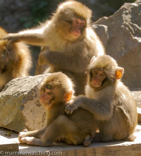 Japan – Mammal Watching