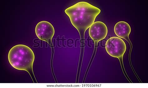 20 Mucor Mucedo Images, Stock Photos & Vectors | Shutterstock