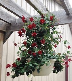 Mandevilla Sun Parasol Crimson Makes A Pretty Hanging Basket And Can