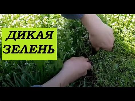 Съедобные дикоросы вместо огородной зелени. - YouTube