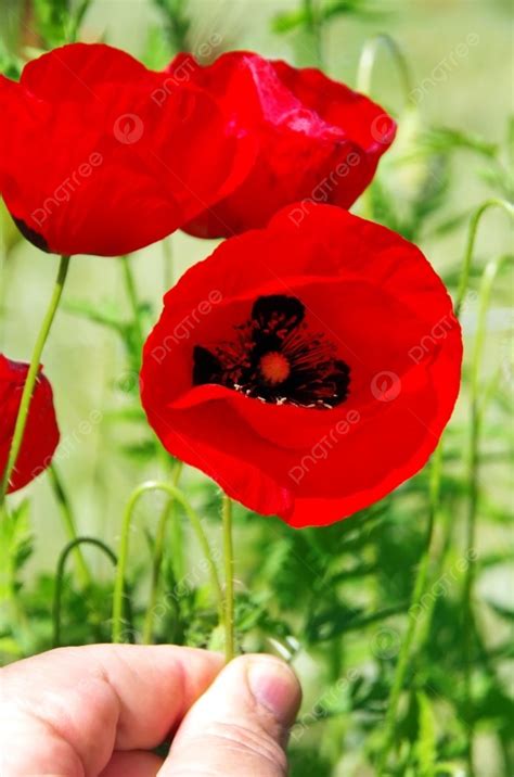 Hand Holding Poppy Flower Photo Background And Picture For Free