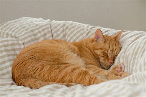 Sleeping Orange Tabby Cat : r/Sleepinganimals