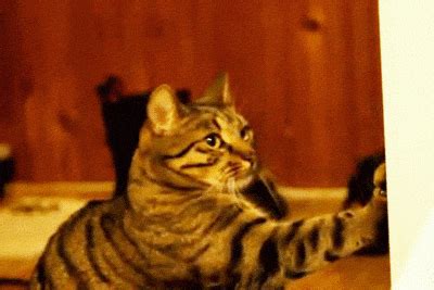 Cat GIF by Cheezburger - Find & Share on GIPHY