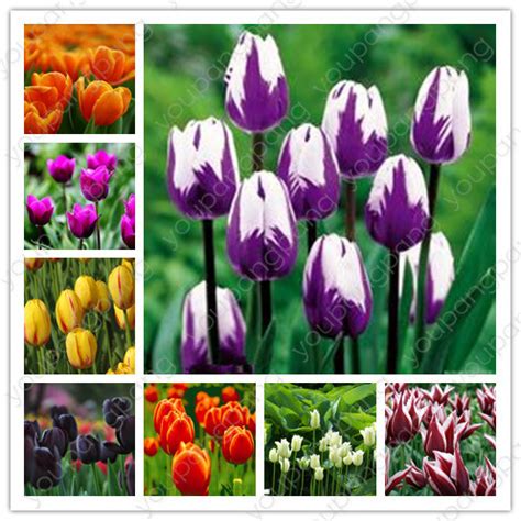 Rainbow Tulip Bulbs 100pcs 24 Varieties Seeds - BestSeedsOnline.com ...