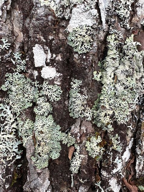 Black Foam Lichen From Fundy National Park Alma Nb Ca On November 10