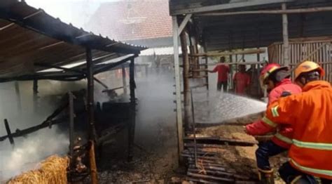 Kandang Terbakar 1 Ekor Kambing Mati Terpanggang Halo Pantura