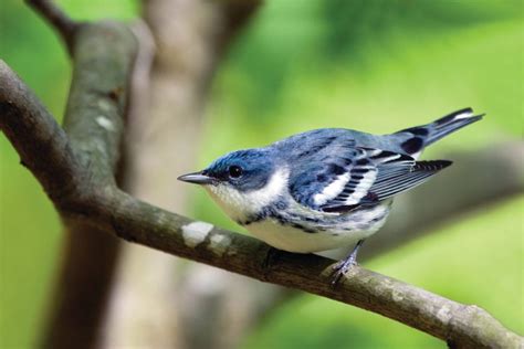 Cerulean Warbler - Conservation Birding