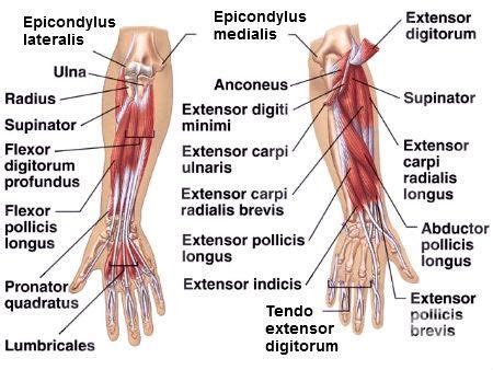 Мускули на предмишницата (musculi antebrachii) | Анатомия | Anatomy ...