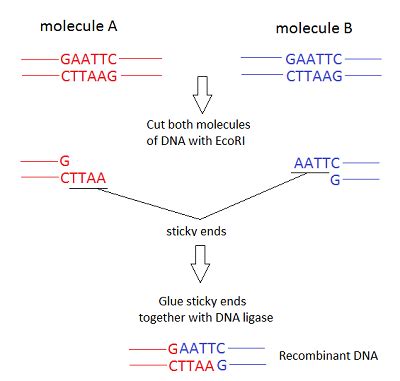 Sticky Ends of DNA: Definition & Concept | Study.com