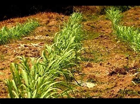 Tv Agro Te Acerca Al Campo T Cnicas Y M Todos De Siembra De La Ca A De