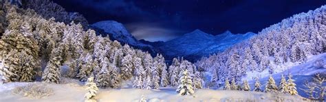 Snowy forest night winter landscape HD wallpaper download