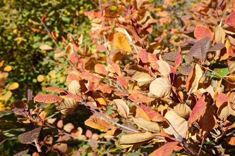 Autumn Background Beautiful Cotinus Coggygria Tree In Bright Autumn