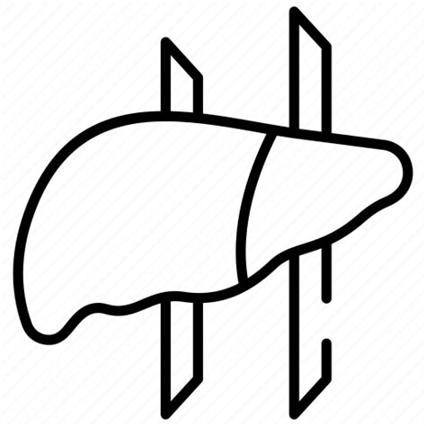 Liver Organ Medical Health Anatomy Human Body Icon Download On