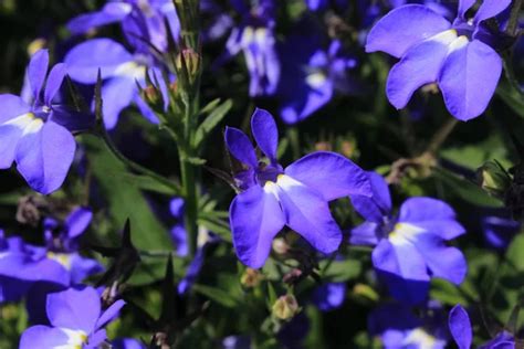 Lobelia blue Stock Photos, Royalty Free Lobelia blue Images | Depositphotos