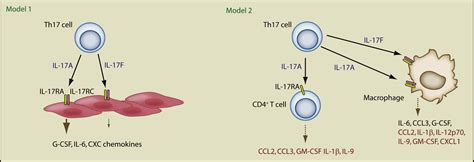 Interleukin 17a And Interleukin 17f A Tale Of Two Cytokines Immunity