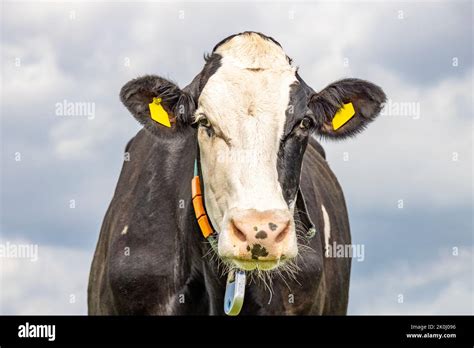 Cute Cow Black And White Looking Friendly Portrait Of A Mature And