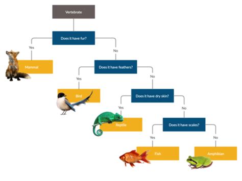 Dichotomous Keys Flashcards Quizlet