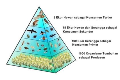 Biologi SMA: Macam-macam Piramida Ekologi