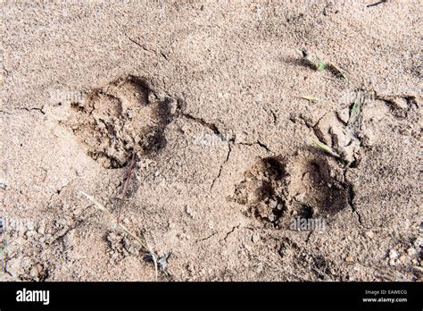 Spotted Hyena Footprints In The Damp Sand Of A Riverbed After Rain