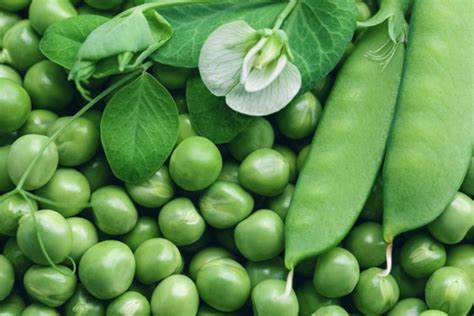 Pisum Sativum Pea