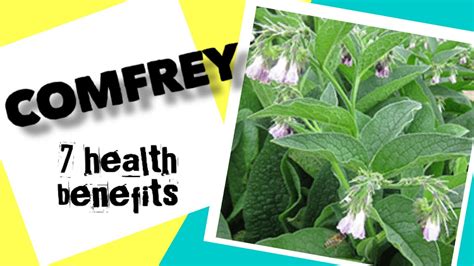 7 Health Benefits Of Comfrey Herbal Medicine Youtube