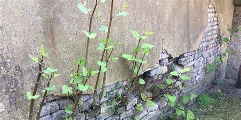 Selling A House With Japanese Knotweed Yes Homebuyers