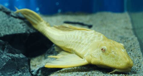 Pterygoplichthys Gibbiceps Albinos Pl Co L Opard Albinos Cm