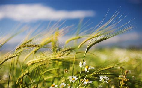 Farming Wallpaper Hd Pixelstalknet