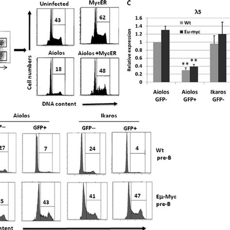 Aiolos And Ikaros Bind C Myc Promoter In Pre B Cells In Vivo A