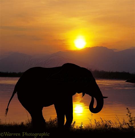 Elephant drinking at sunset photo WP01345