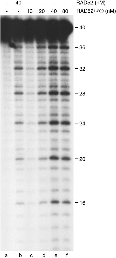 Structure Of The Single Strand Annealing Domain Of Human RAD52 Protein