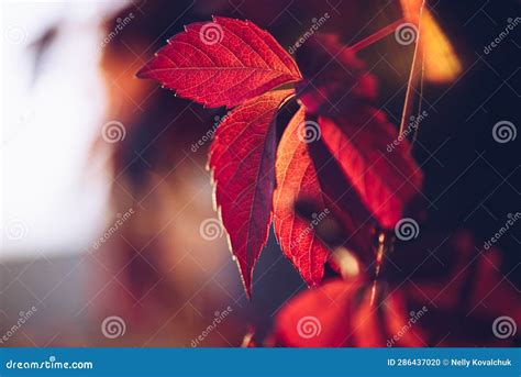 Red And Orange Autumn Leaves Background Stock Photo Image Of Macro