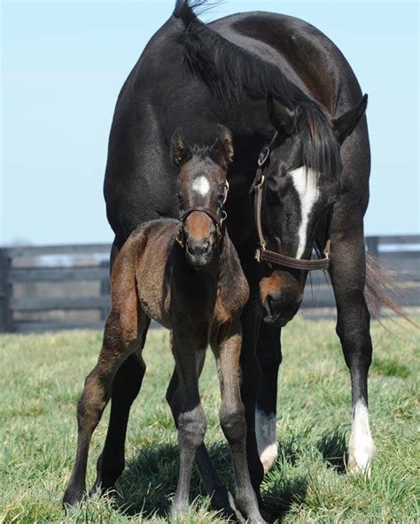 Zenyatta and Her Handsome Colt | HuffPost Sports