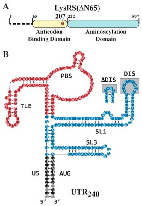 Proteins And Rnas Used In This Study A The Residue Human Lysrs