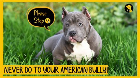 Things You Must Never Do To Your American Bully Youtube