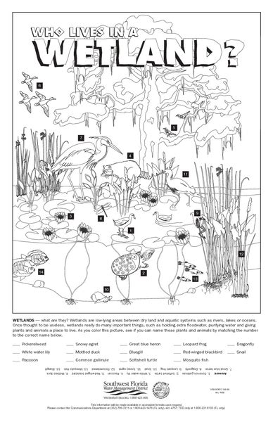 Who Lives In A Wetland Worksheet For 5th 6th Grade Lesson Planet