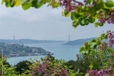 Judas Tree Erguvan Agaci In The Rumeli Fortress And Fatih Sultan