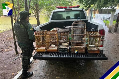 Pol Cia Militar Flagra Cria O Ilegal De Aves Silvestres Em Aracaju O