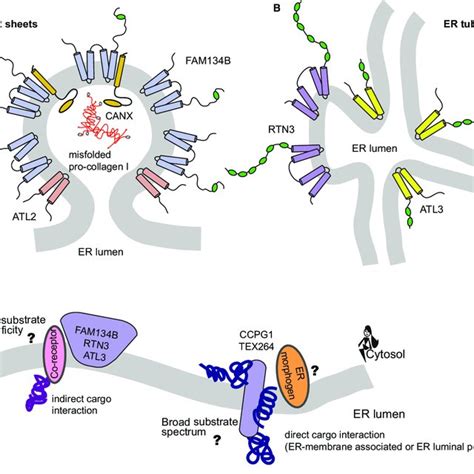 Pdf The Various Shades Of Er Phagy