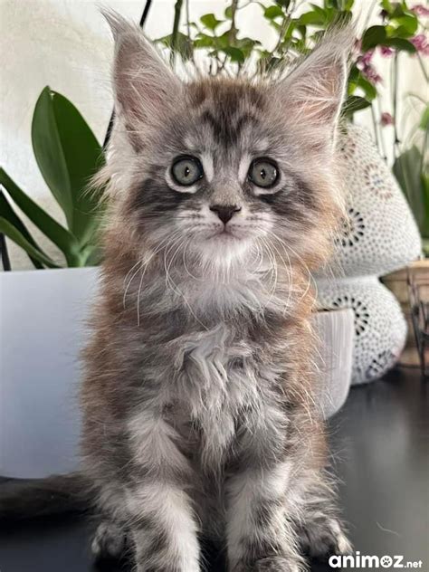 Superbe Chaton Maine Coon M Le Black Silver Blotched Tabby Gard