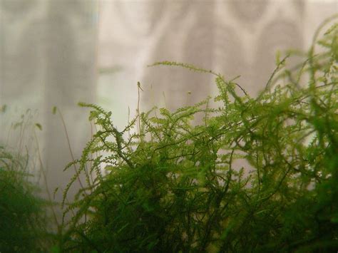 How To Grow Java Moss Fish Care Guide