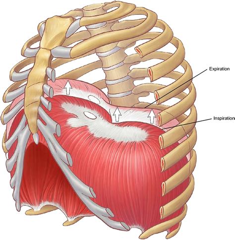 Relevant Surgical Anatomy Of The Chest Wall Thoracic Surgery Clinics